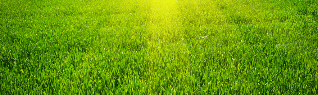 Beautiful Maryland Lawn