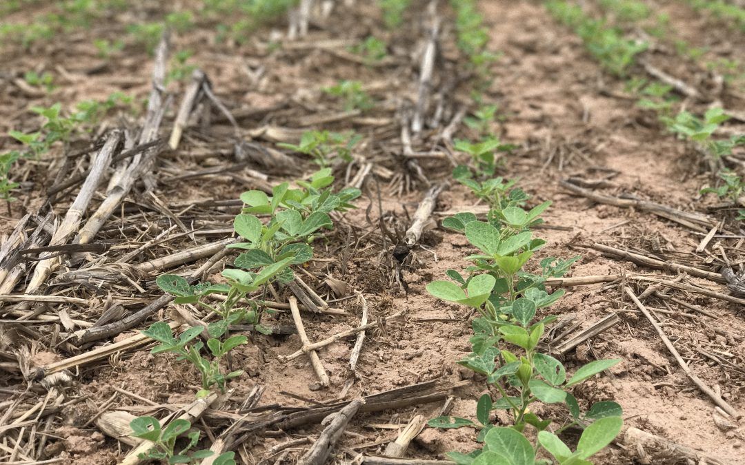 It’s All in the Family for the Hutchisons