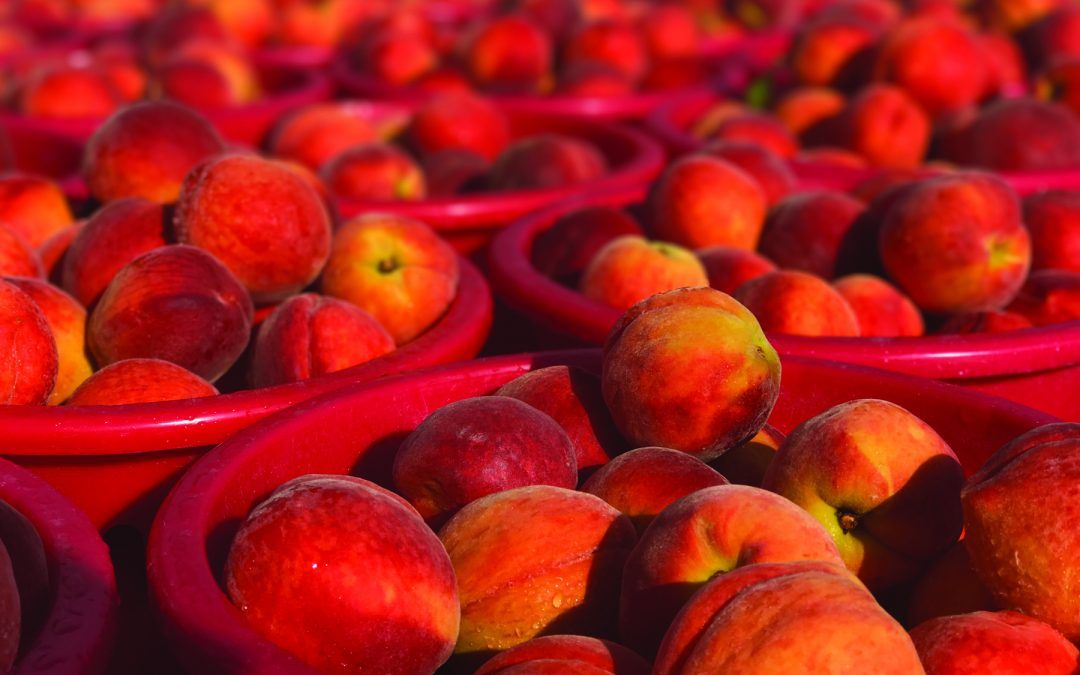 Insider’s Guide to Maryland Farmer’s Markets: Early Summer Edition