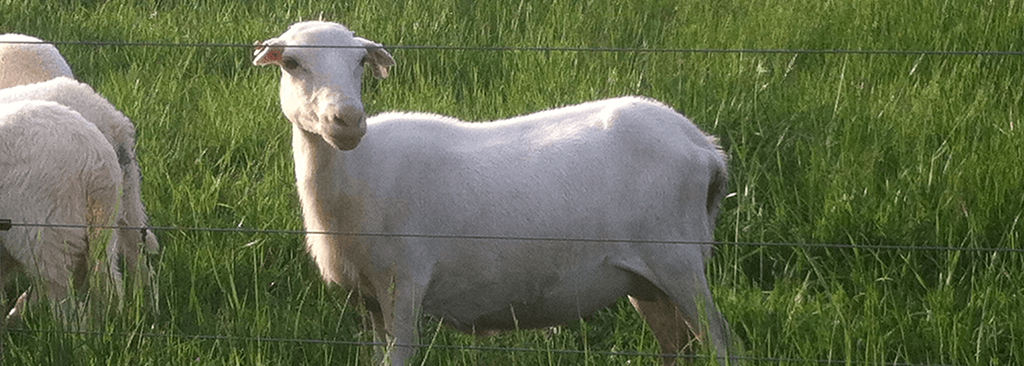 It Starts With Healthy Soil