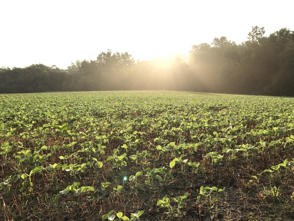 Maryland Soybeans