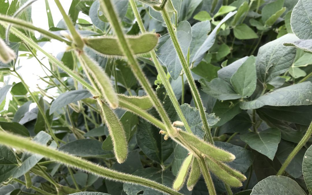 Brand New or Tried and True: Maryland Farmers Choose Effective Practices