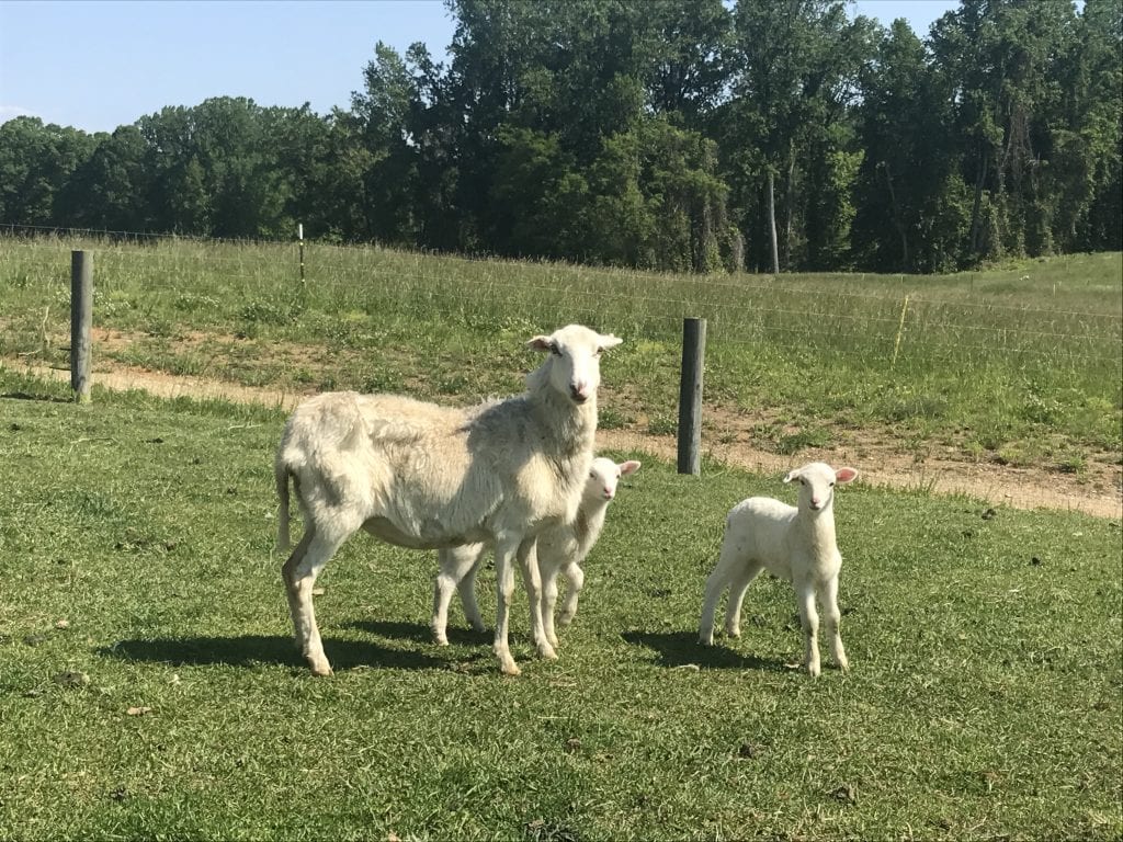 Beautiful Maryland Goats