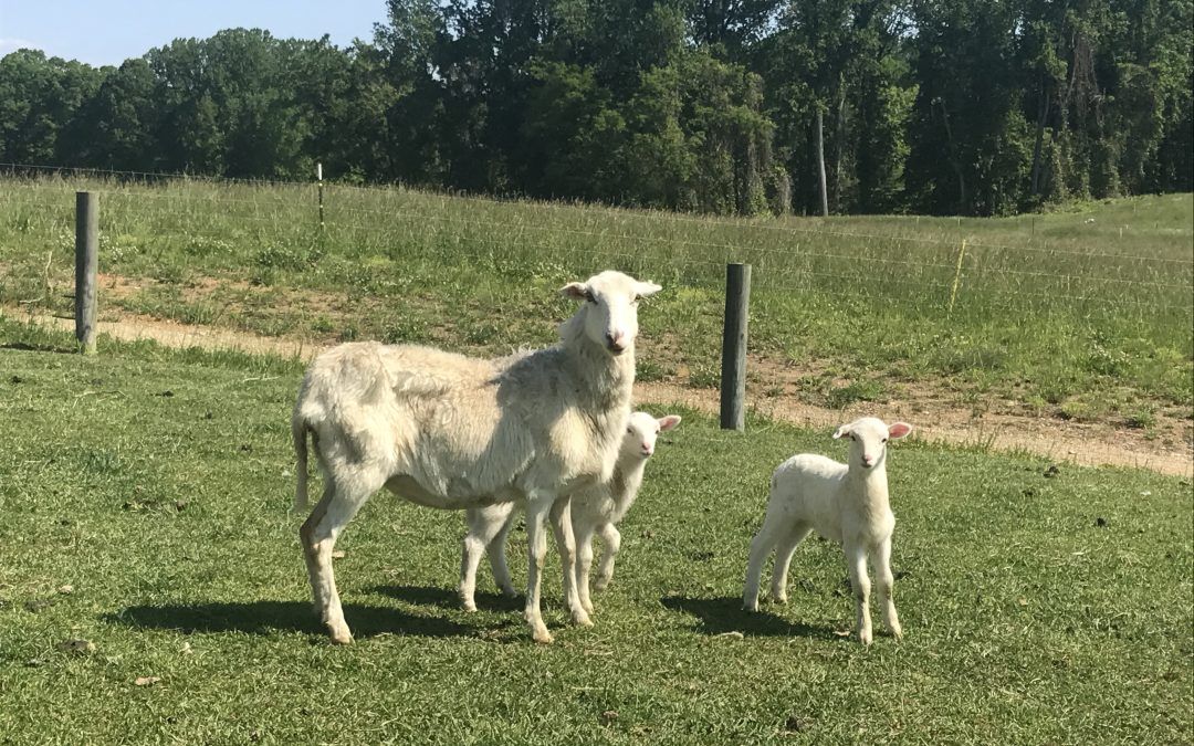 Mani-Pedis and Drug Resistance: Livestock Needs Special Treatment to Keep Healthy