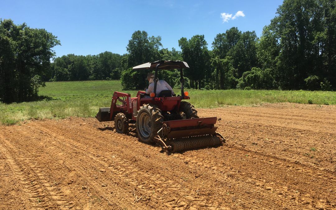 Giving the Livestock Something to Chew On