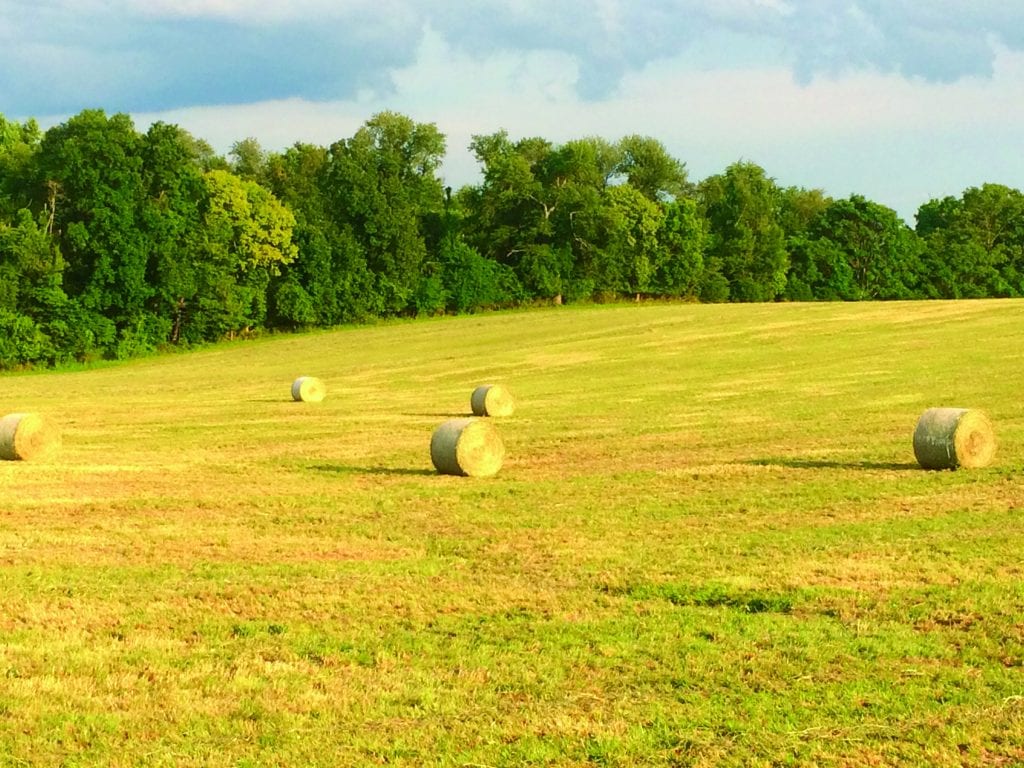 Second Cutting Timothy Hay