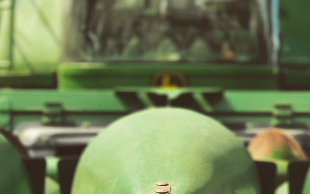 The Surprising Link Between GMOs and the Chesapeake Bay