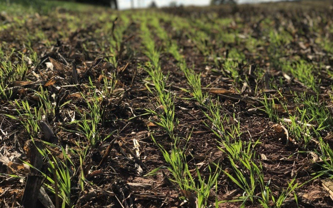 The Science-Based Approach Behind Maryland Crops