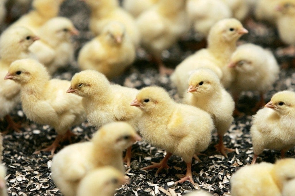 Chicken Growers Make Good Neighbors By Raising Chickens, Planting Buffers, And Saving Bees
