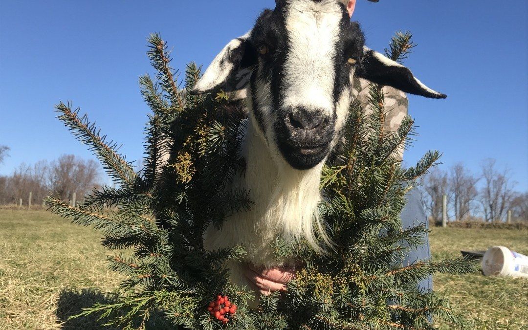 What do Livestock Farmers do in the Winter?