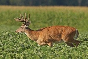 Deer in field