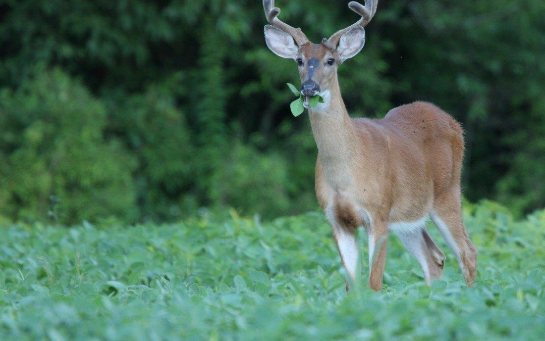 This Causes 36,000 Traffic Accidents in Maryland Each Year