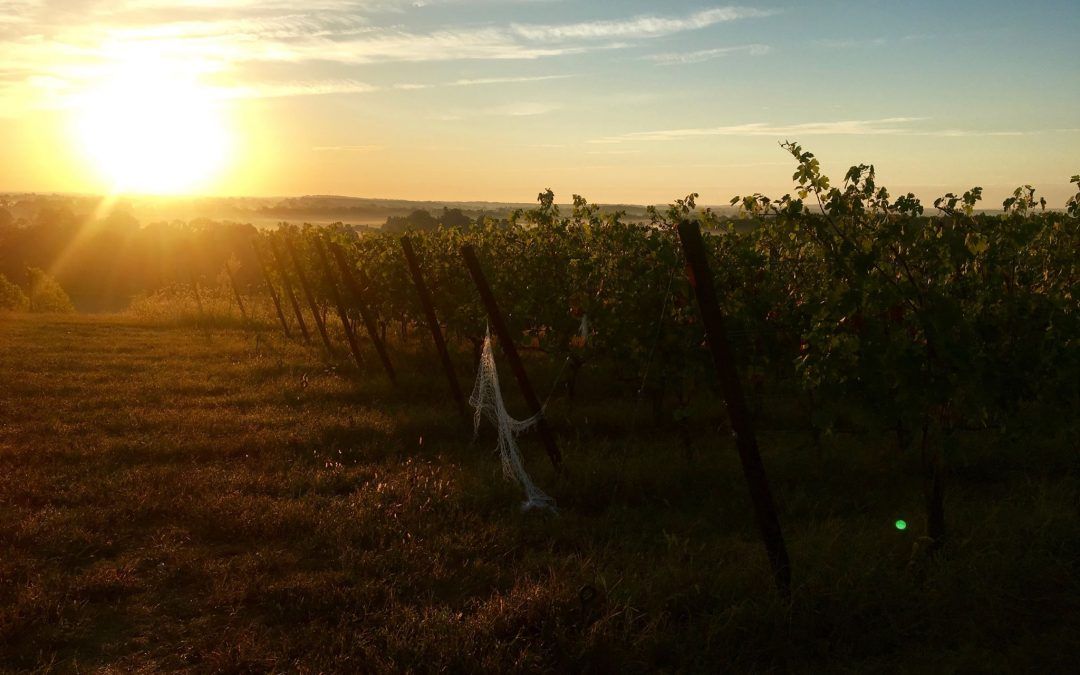 Maryland Grape Growers Have Nothing to Whine About This Year