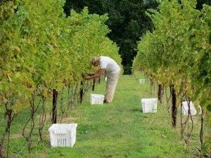 Maryland Vineyard