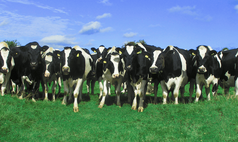 It’s Like Having 100 Kids