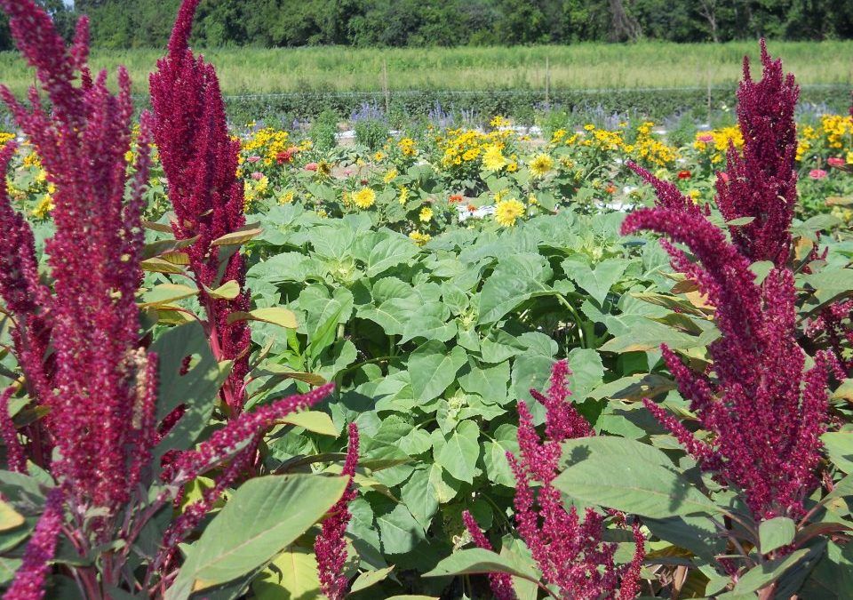 I’m Never in the Doghouse