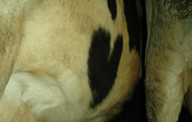 Eight Truths About the Dairy Industry