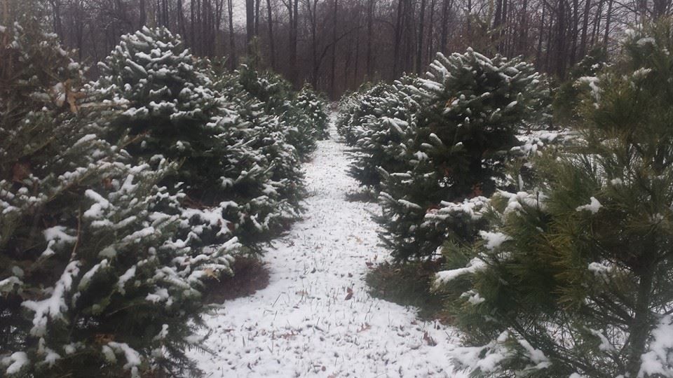A Family Farm and a Christmas Tradition