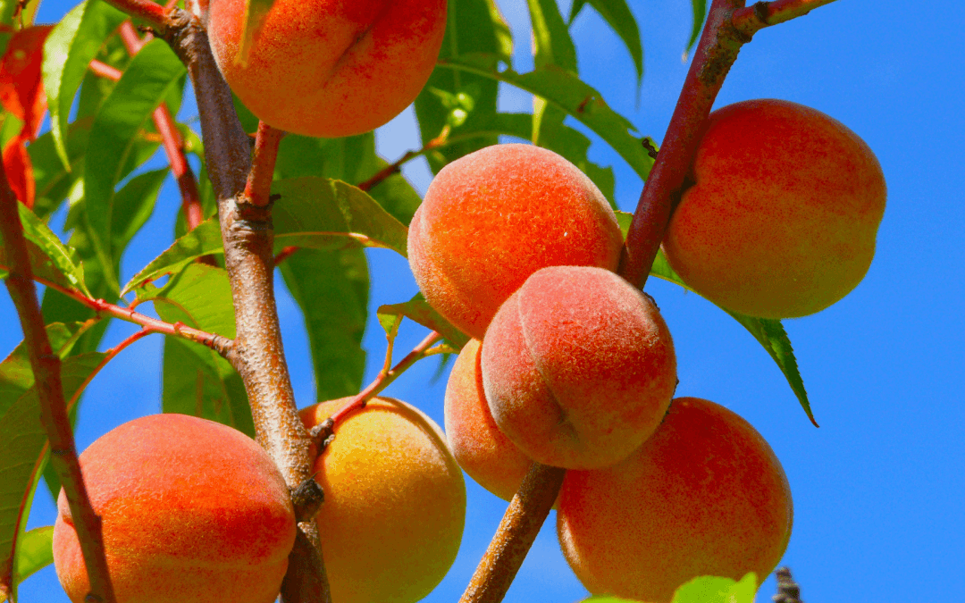 Serving Up Summer with Maryland Peaches