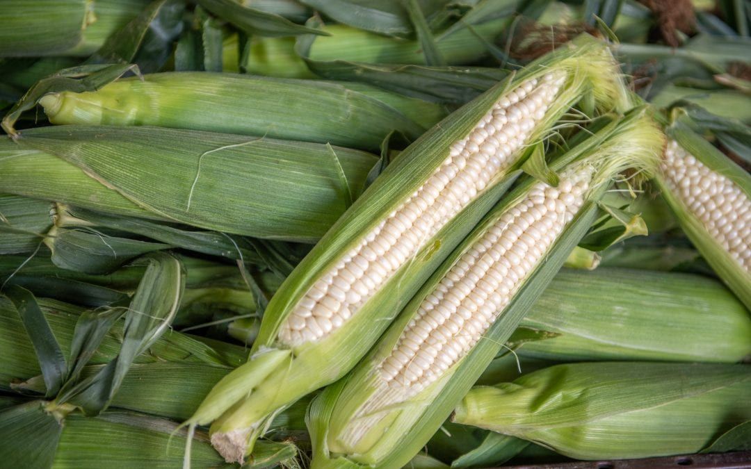 How to Choose the Perfect Ears of Sweet Corn