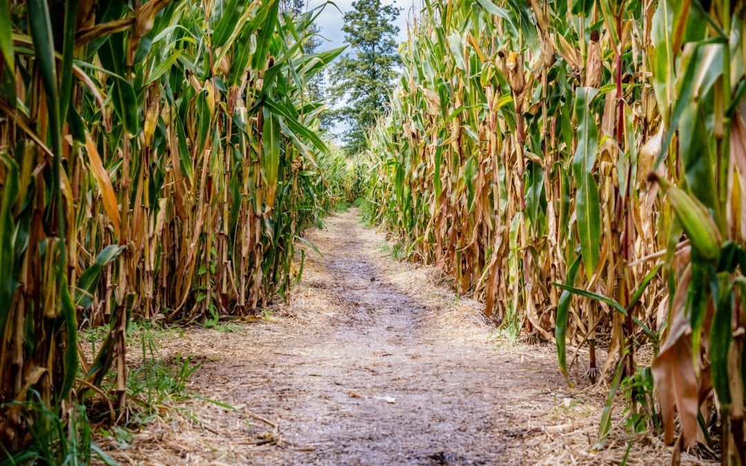 Crazy for Corn Mazes? Maryland Farms Have the Answer