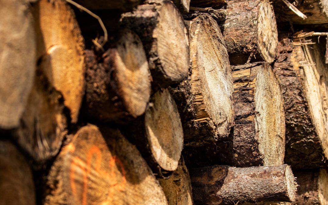 Paper trail growing cold for loggers