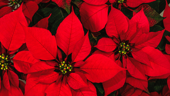 For Poinsettia Growers, Every Day is Christmas