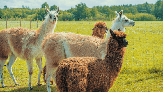 Alpacas Expand Diversity of Maryland Farms