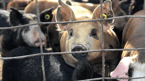 Maryland Raised Pork Adds Local Flavor to Your Barbecue