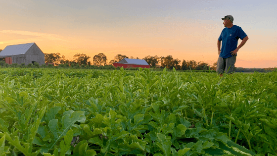Local Watermelons are a Sweet Slice of Summer