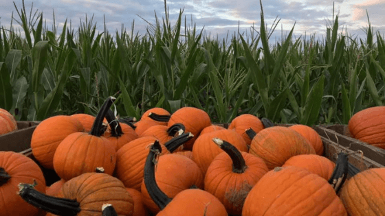 Fun on the Farm with Agritourism