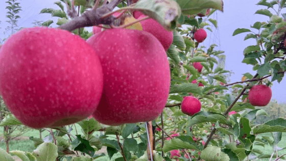 Sweet and Crunchy Apples Ripe for the Picking