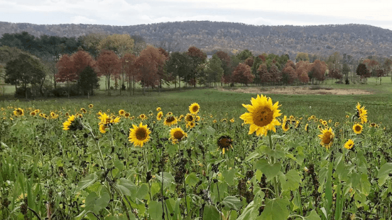 Soil: The Lifeline of the Farm