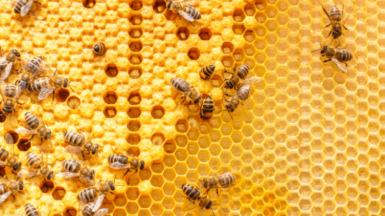 What’s the Buzz for Holiday Gifts? Honey, of course!