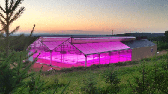 One Farmer’s Journey from Christmas Trees to Hemp