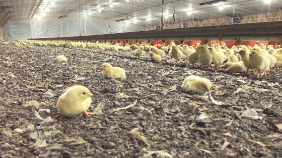 New Ways to Reuse Litter to Benefit Maryland’s Environment