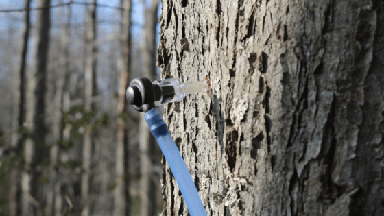 Things are Getting Sappy in Maryland