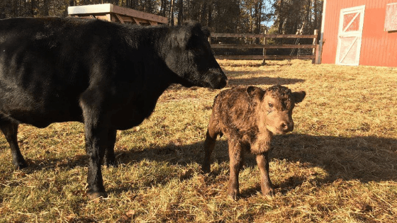 The Doctor who Makes House Calls