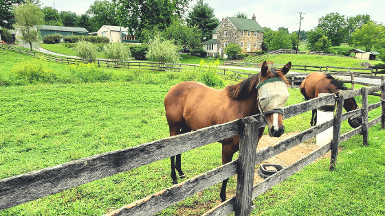 Maryland is an Odds on Favorite for Horses