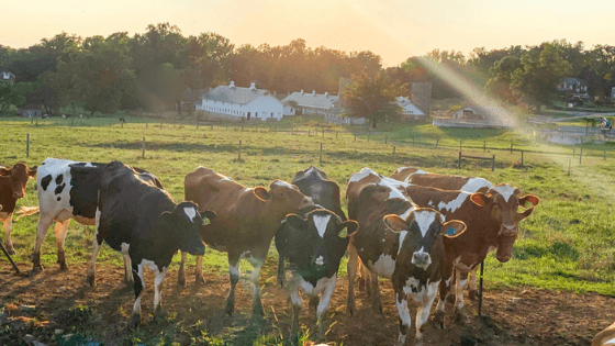 Say Cheese to Maryland Cheesemaking