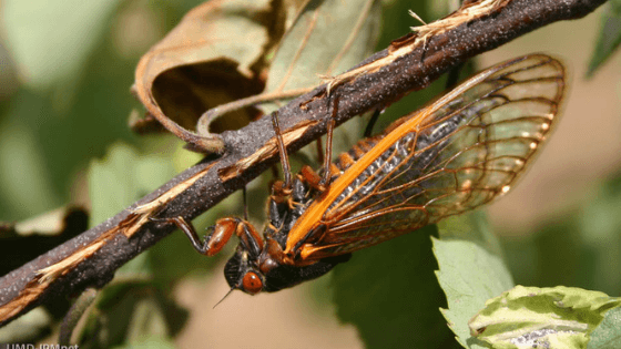 Maryland Farm Welcomes Thousands of “Guests”