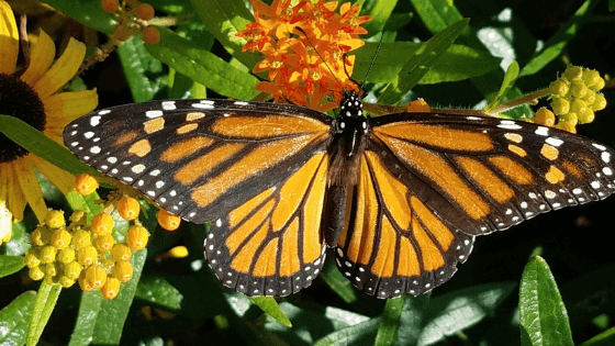 Get Your Garden Buzzing with Bugs