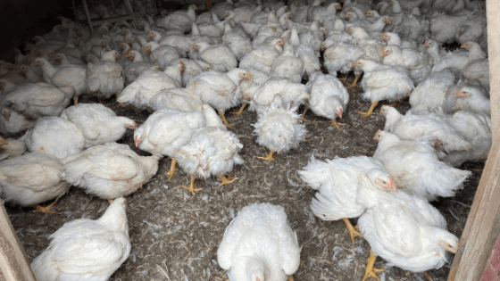 From Helping Patients to Raising Chickens