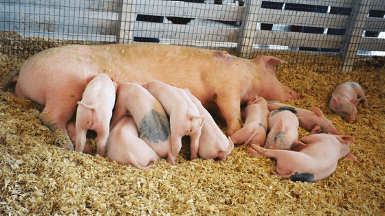 Maryland State Fair Brings Farming to Fairgoers