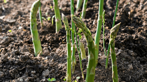 BLOG Asparagus (1)
