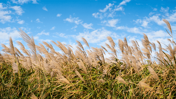 Don’t Mow that Grass! It’s for the Chickens.