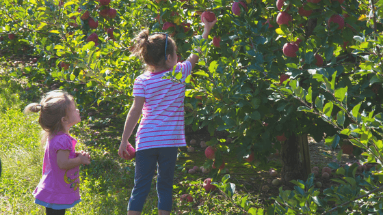 Let’s Go Apple Picking