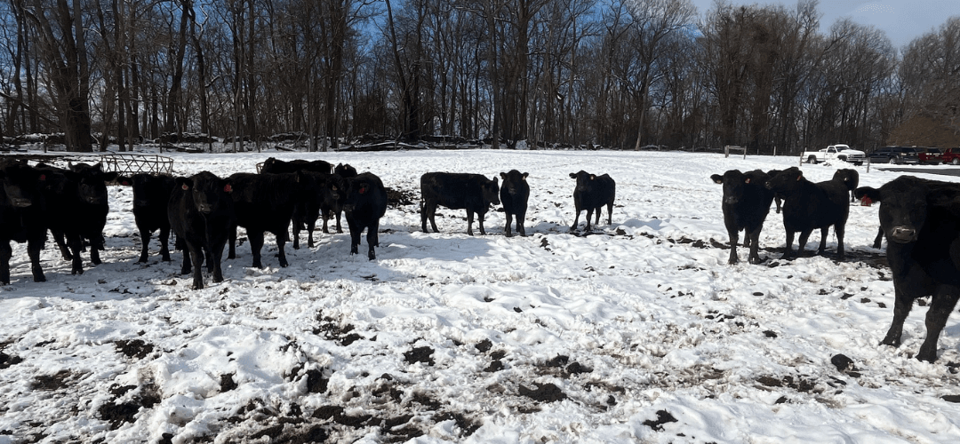 How Cows Thrive During the Winter