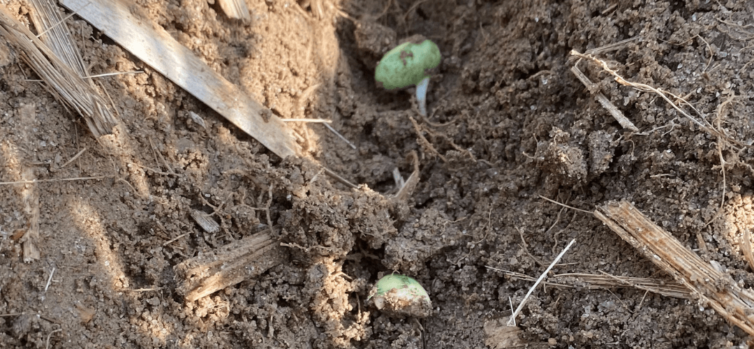 A “Vaccine” for Crops