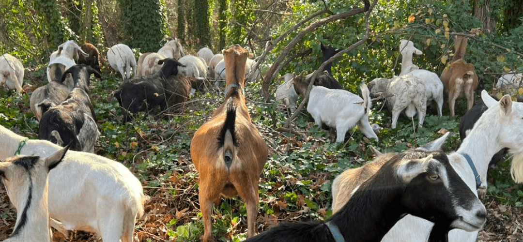 Nature’s Four-Legged Landscaping Crew